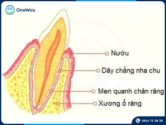 dây chằng nha chu